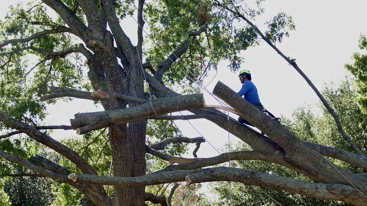 Professional Crown Thinning performed by certified arborists in Eagle Lake