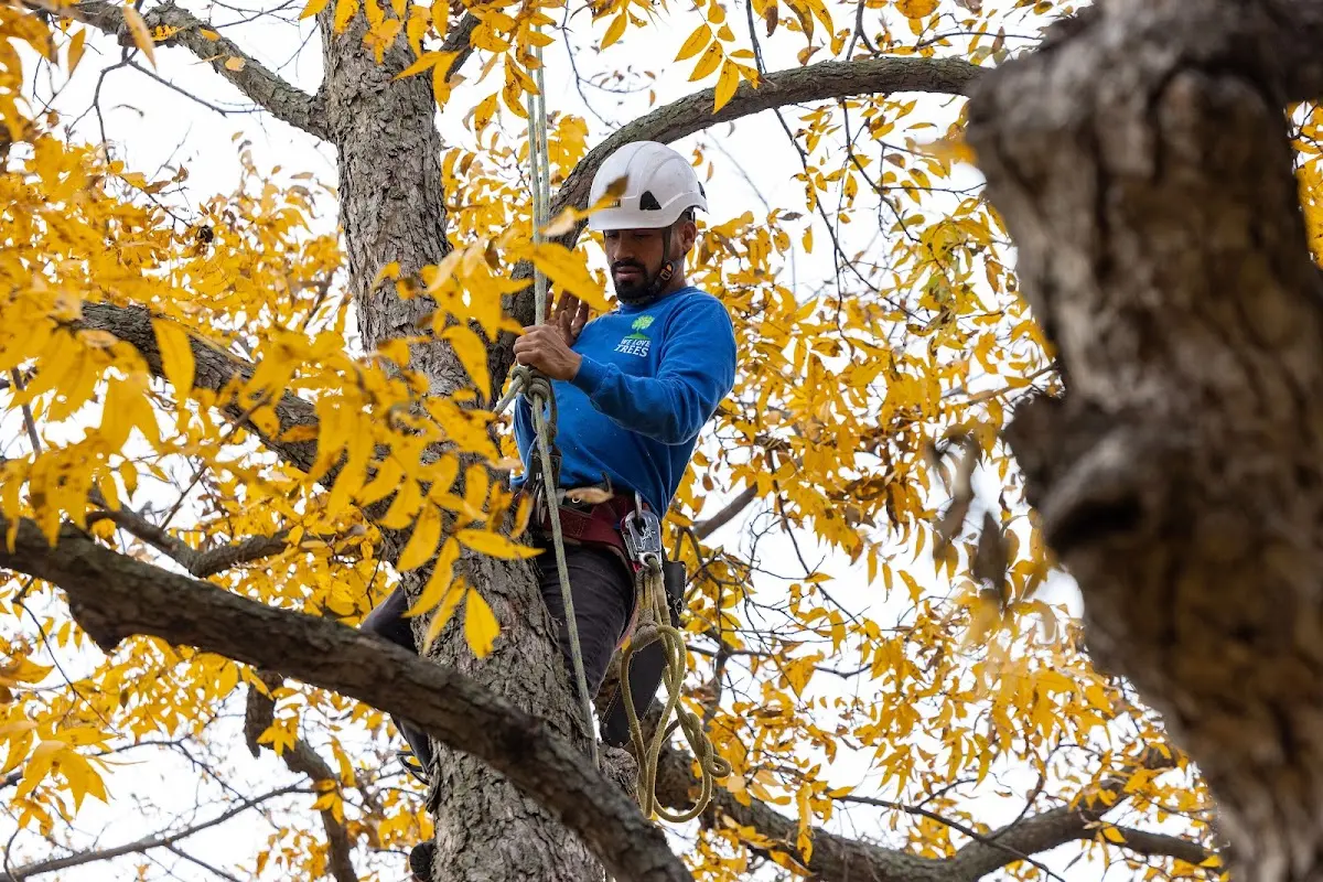 Skilled Tree Transplanting crew working in Eagle Lake