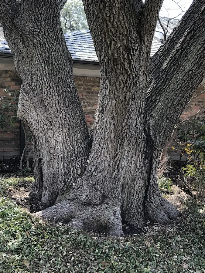 Mature heritage tree close to a Eagle Lake property cared for by certified arborists
